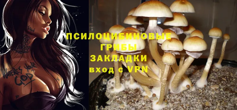 Псилоцибиновые грибы Psilocybe  где купить наркоту  Джанкой 